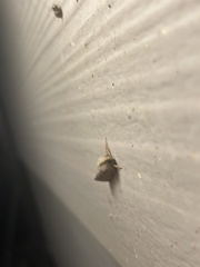 Acrolophus plumifrontella