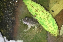 Limnonectes taylori