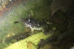 Limnonectes taylori