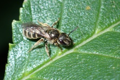 Halictus tumulorum