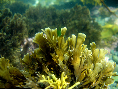 Zonaria aureomarginata