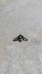 Amata sperbius