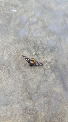 Amata sperbius
