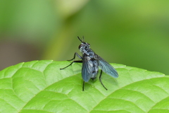 Hermyini