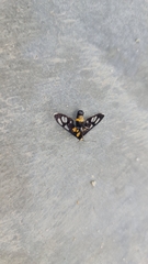 Amata sperbius