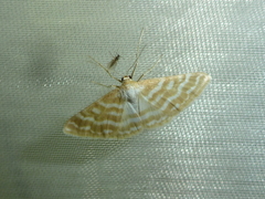 Idaea sericeata