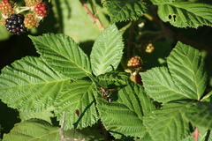 Synanthedon bibionipennis