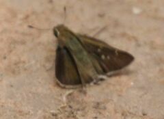 Pelopidas mathias mathias