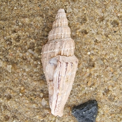 Vexillum subdivisum