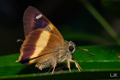 Hasora schoenherr chuza