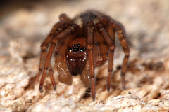 Amaurobius fenestralis