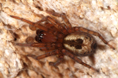 Amaurobius fenestralis