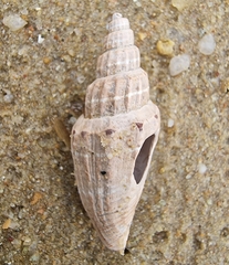 Vexillum subdivisum