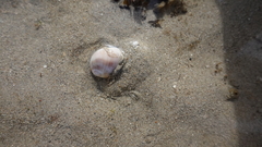 Mammilla mikawaensis