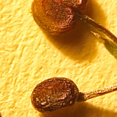 Galium anglicum
