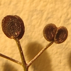 Galium anglicum