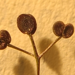 Galium anglicum