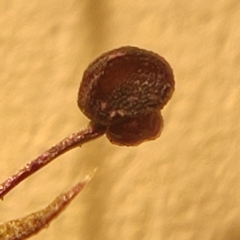 Galium anglicum