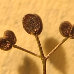 Galium anglicum