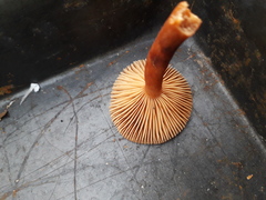 Lactarius cyathuliformis