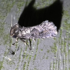 Acrolophus propinqua