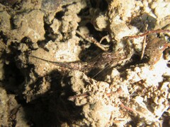 Nesomachilis