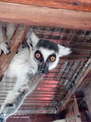 Lemur