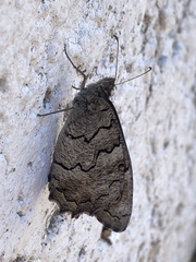 Hipparchia fatua