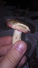 Russula betularum