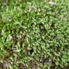 Cirriphyllum crassinervium