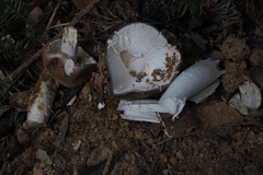 Amanita pseudoporphyria