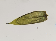 Cirriphyllum crassinervium