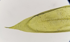 Cirriphyllum crassinervium