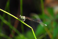 Pseudocopera ciliata