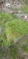 Cirriphyllum crassinervium