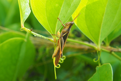 Stenocatantops mistshenkoi