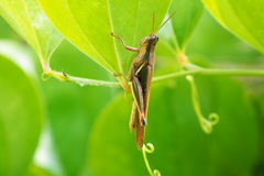 Stenocatantops mistshenkoi