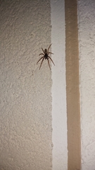 Textrix denticulata