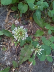Trifolium repens