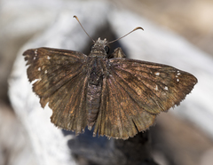 Erynnis meridianus