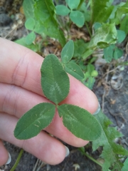 Trifolium repens