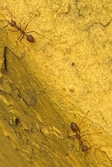 Oecophylla smaragdina