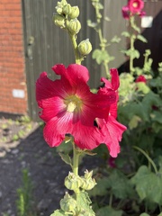 Alcea rosea