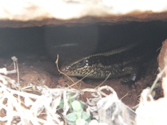 Eutropis carinata
