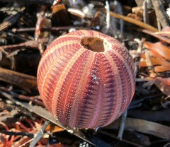 Amblypneustes formosus