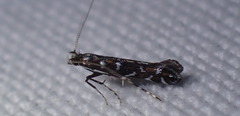 Parectopa ononidis