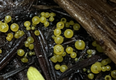 Chloroscypha flavida