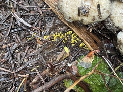 Chloroscypha flavida