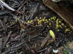 Chloroscypha flavida