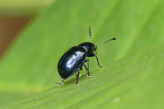 Platycorynus peregrinus
